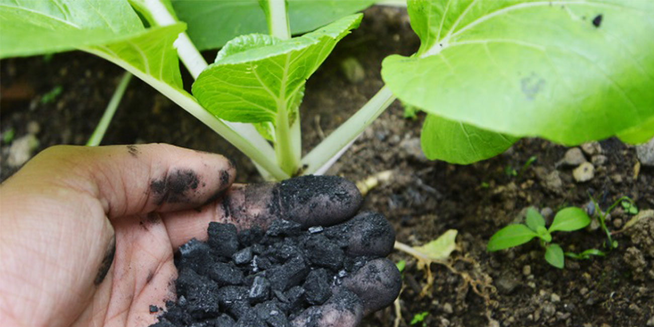 Biochar For Soil Amendment